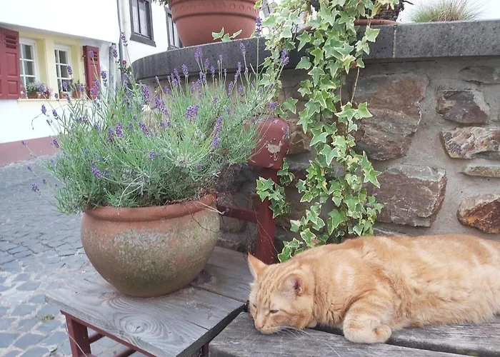 Charmanter Fachwerktraum An Der Stadtmauer * סטרומברג